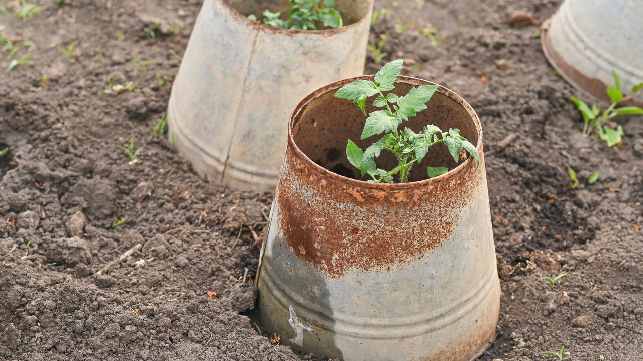 Szkody w uprawach po przymrozkach. Problem potęguje susza