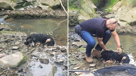 Wyciągnęli osłabionego psa z rzeki, szukają właściciela
