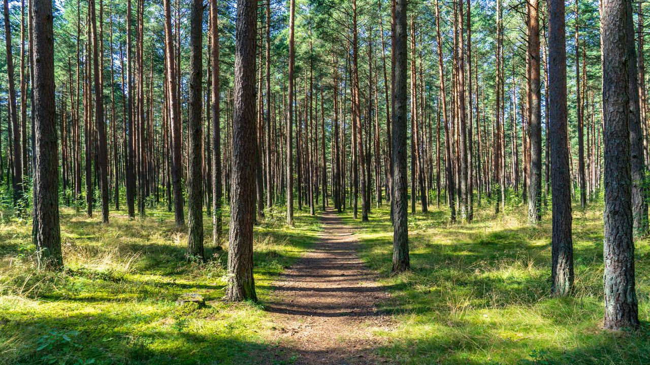 Pojechali na wycieczkę rowerową. Rodzeństwo zgubiło się w lesie