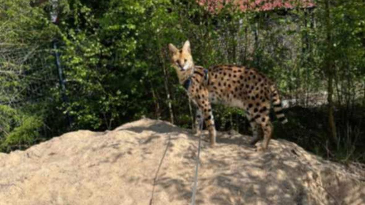 "Sasza uciekł z woliery". Szukają serwala