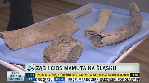 Kolejny cios mamuta znaleziony w Wodzisławiu Śl. 