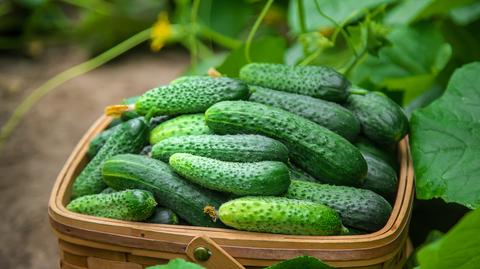 shutterstock_2338310005