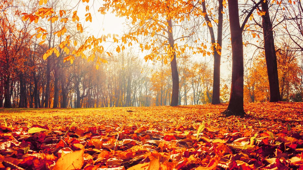 Pogoda na dziś - środa, 5.11. Czeka nas pogodny dzień, na termometrach do 15 st. C