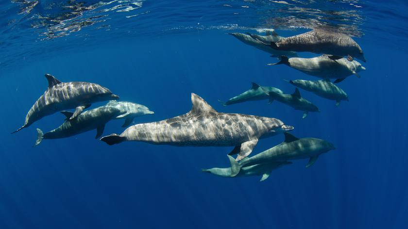 Delfiny białobokie w Bałtyku 