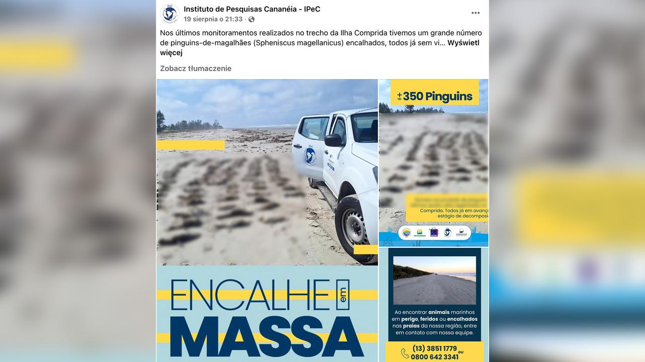 Na plażach znaleziono setki martwych pingwinów