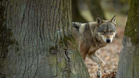 Co dalej z ochroną wilków w Europie? Polska popiera złagodzenie przepisów