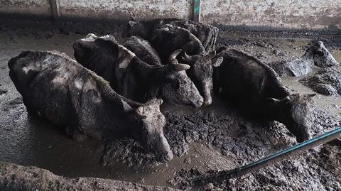 Dziesiątki wygłodzonych krów tonęło we własnych odchodach. Właścicielka gospodarstwa zatrzymana (materiał z 20.08.2022) 