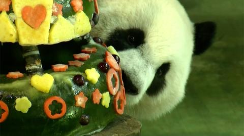 Słynna panda Tuan Tuan. Wideo archiwalne