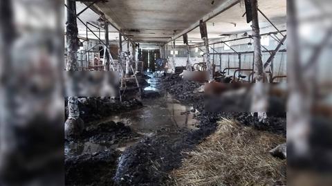 W oborze w Gryszkańcach (woj. podlaskie) znaleziono 19 sztuk padłego bydła