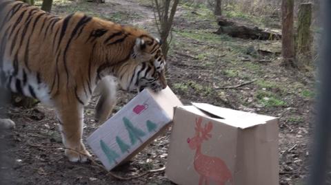 Poznań, Nowe Zoo: Zwierzęta otrzymały już świąteczne prezenty