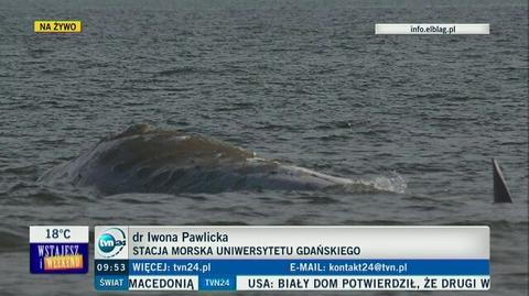 Martwy wieloryb w Zatoce Gdańskiej