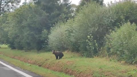 Leśniczy w trakcie drogi do pracy spotkał niedźwiedzia