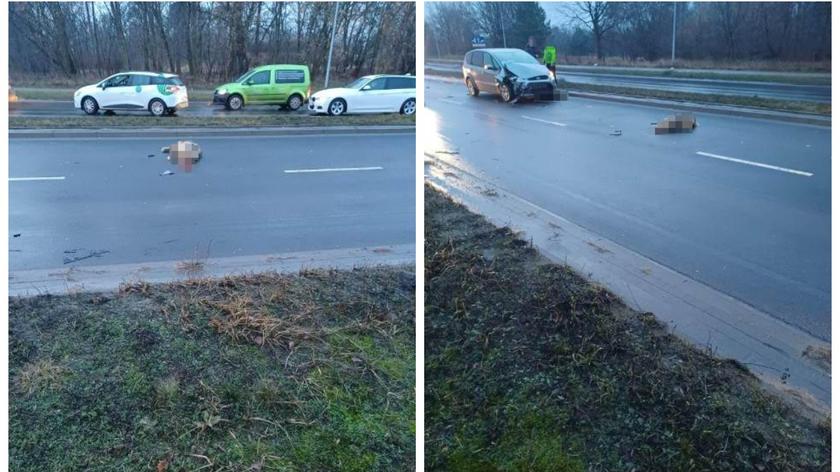 Toruń. Dziki wbiegły przed nadjeżdżające samochody