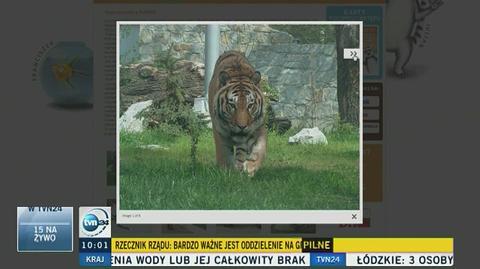 Wypadek we wrocławskim zoo. Tygrys zabił opiekuna
