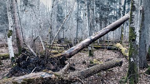 Pierwszy odcinek Tarczy Wschód w pobliżu miejscowości Dąbrówka przy granicy z Rosją 