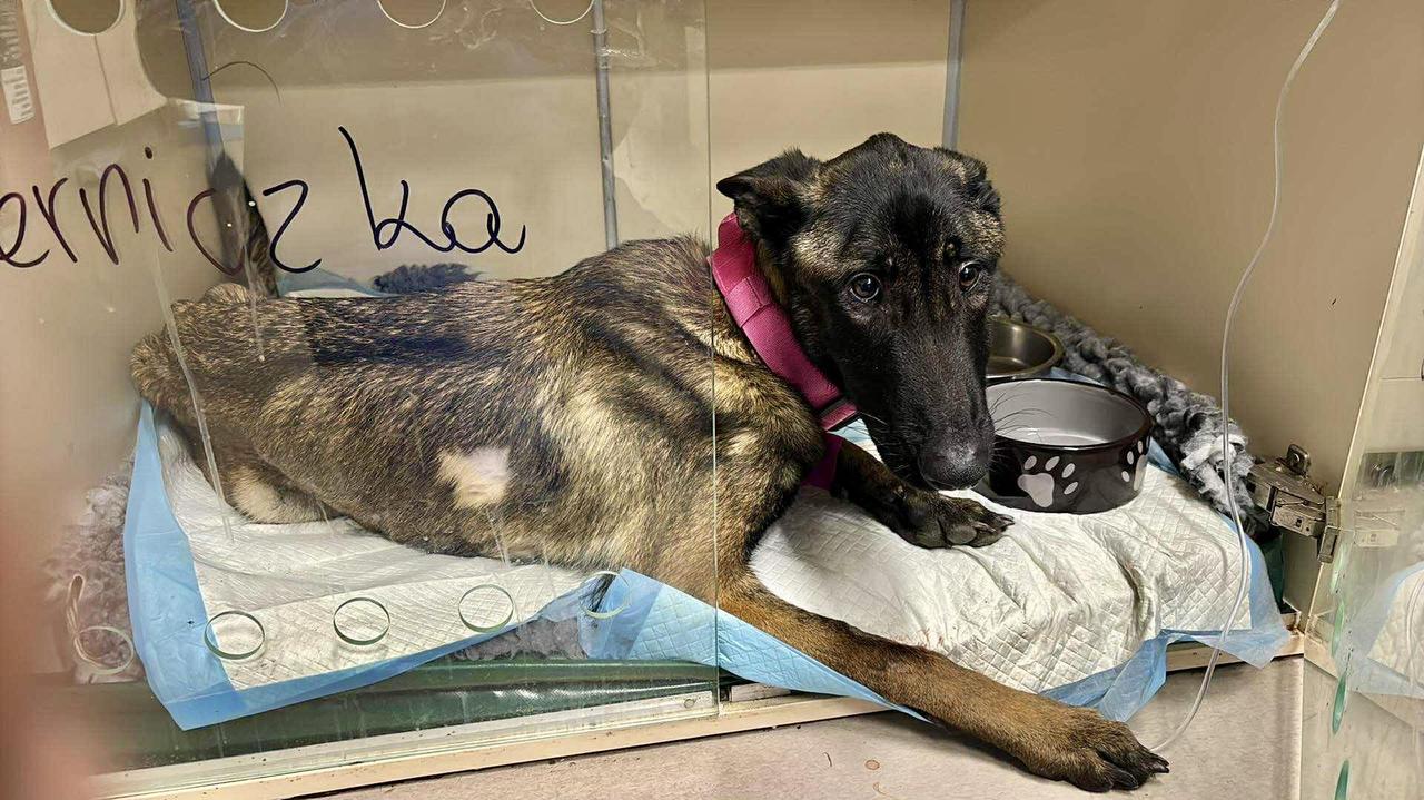 Miał opiekować się psami skazanego kolegi. Usłyszał zarzuty znęcania się