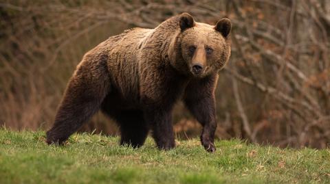 Niedźwiedź okaleczył zbieracza poroża