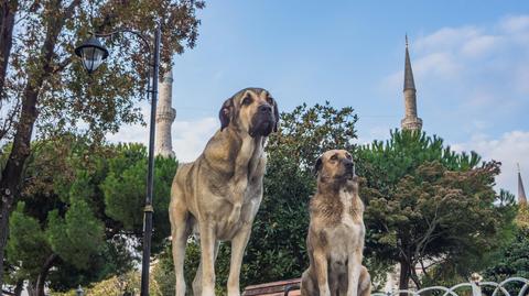 Władze Turcji chcą walczyć z nadmiarem bezpańskich psów