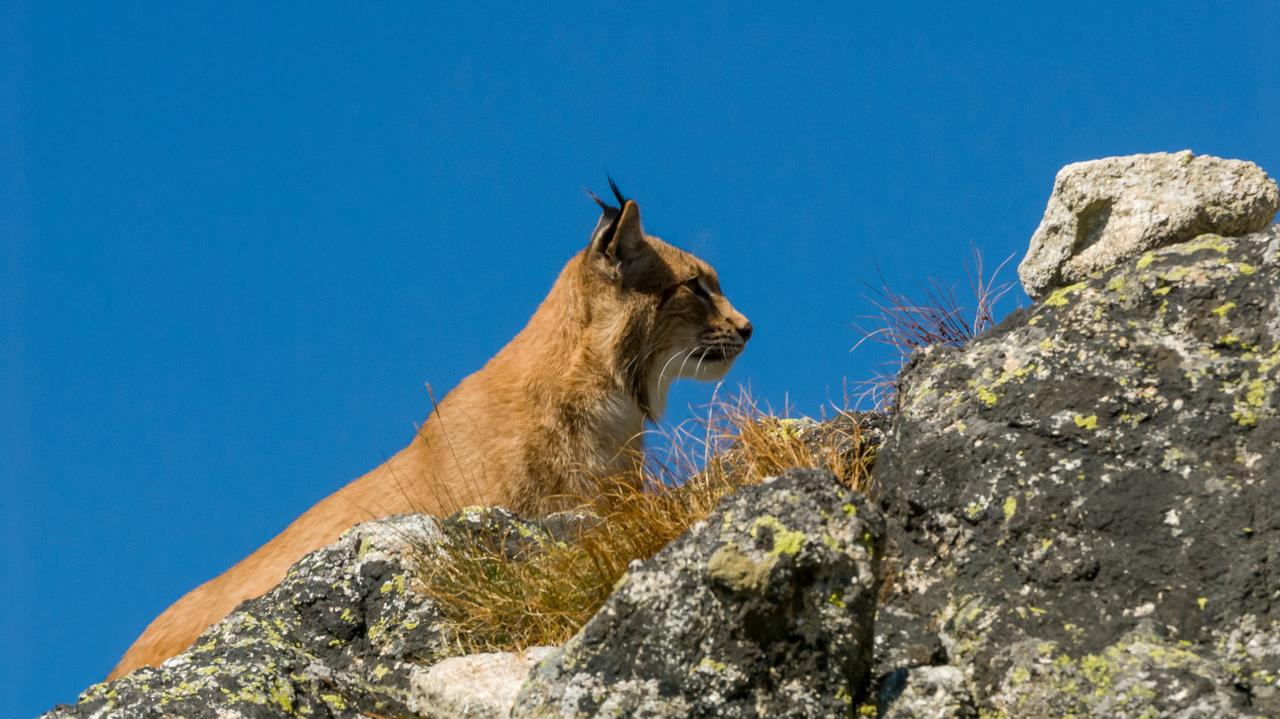 Martwy ryś na środku drogi. 