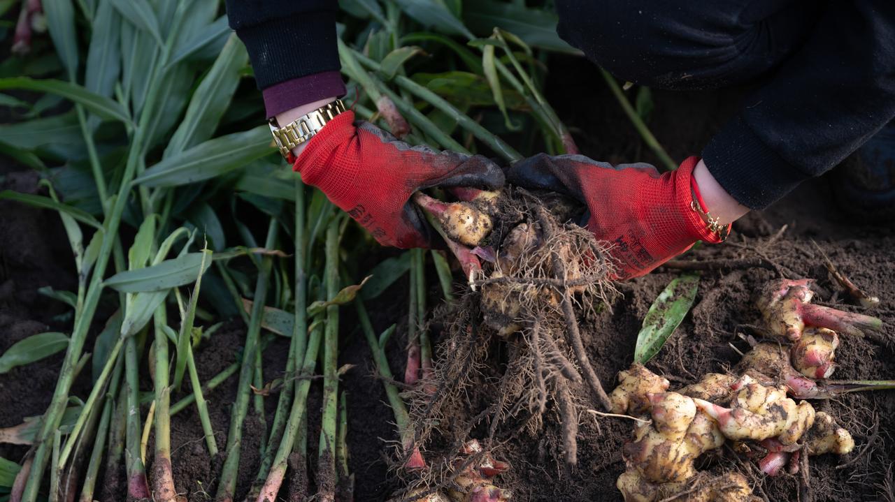 Naukowcy pracują nad "polskim imbirem". Rolnicy już dopytują o kłącze