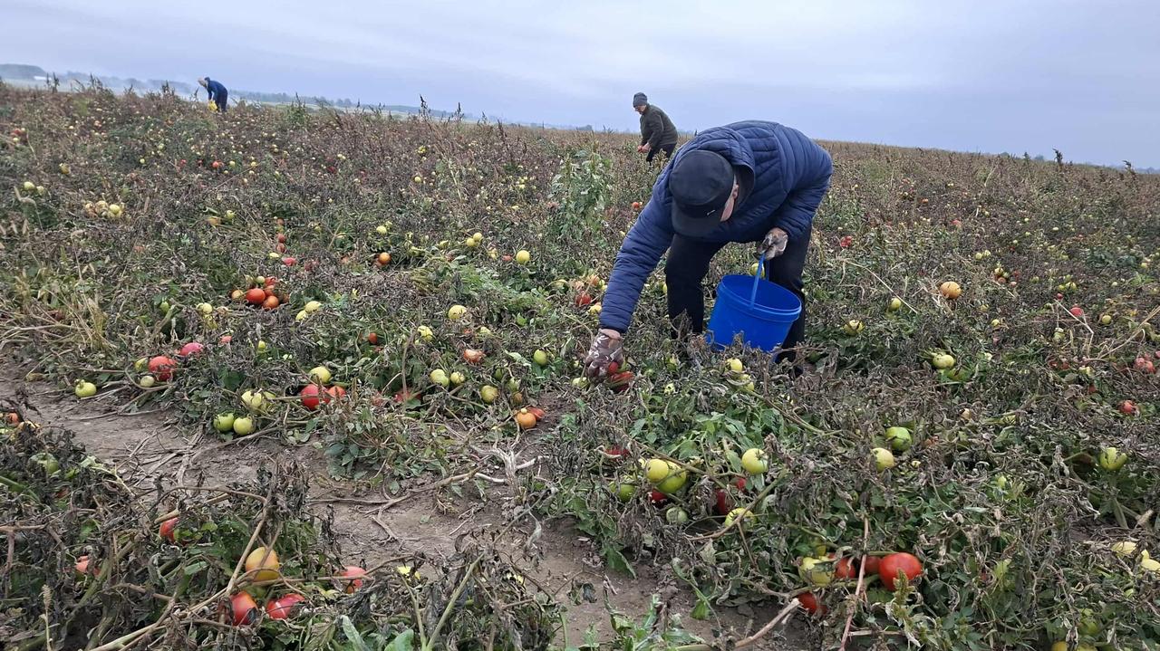 Pomidory na ratunek zabytkowego kościoła. Ksiądz: zainteresowanie przerosło najśmielsze oczekiwania