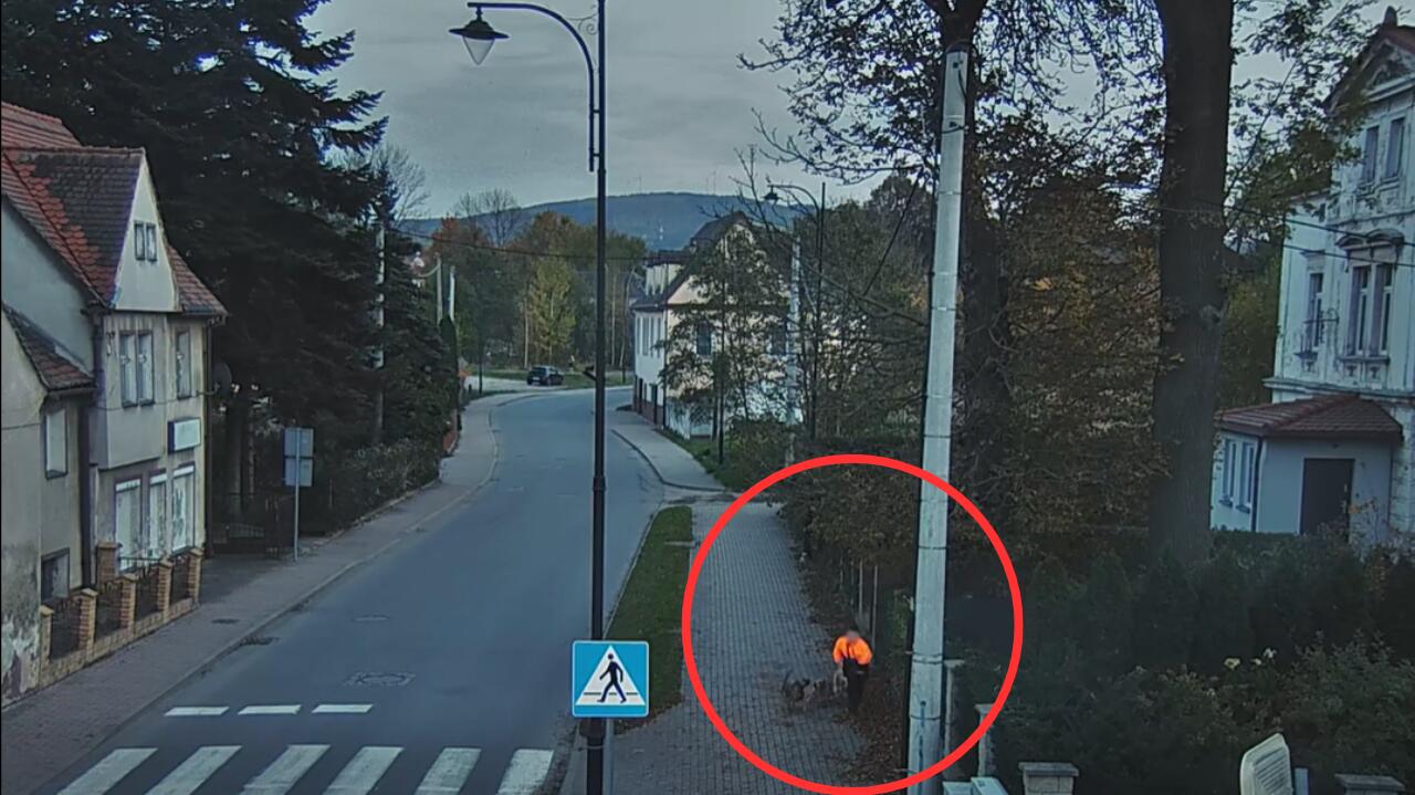 Psy zaatakowały chłopca, uratował go kierowca. Nagranie