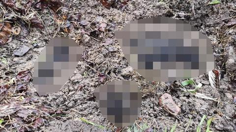Martwy pies znaleziony został na terenie powiatu ryckiego w województwie lubelskim 