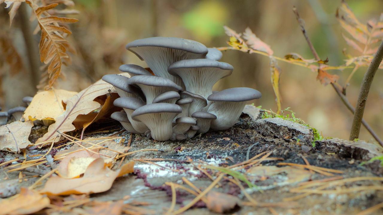 Te popularne grzyby mają supermoce i mogą nas uratować