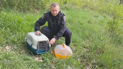 Ekopatrol z pomocą kaczej rodzinie