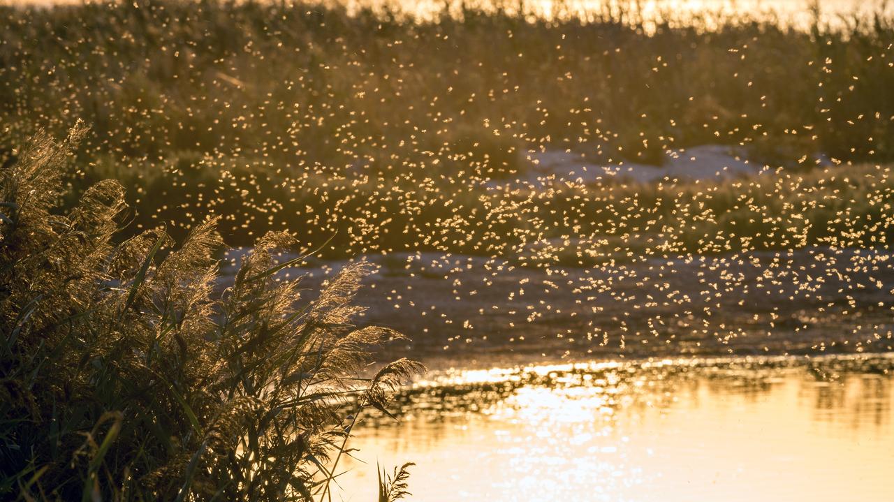 Zbadali zwyczaje żywieniowe komarów. Wyniki zaskoczyły naukowców