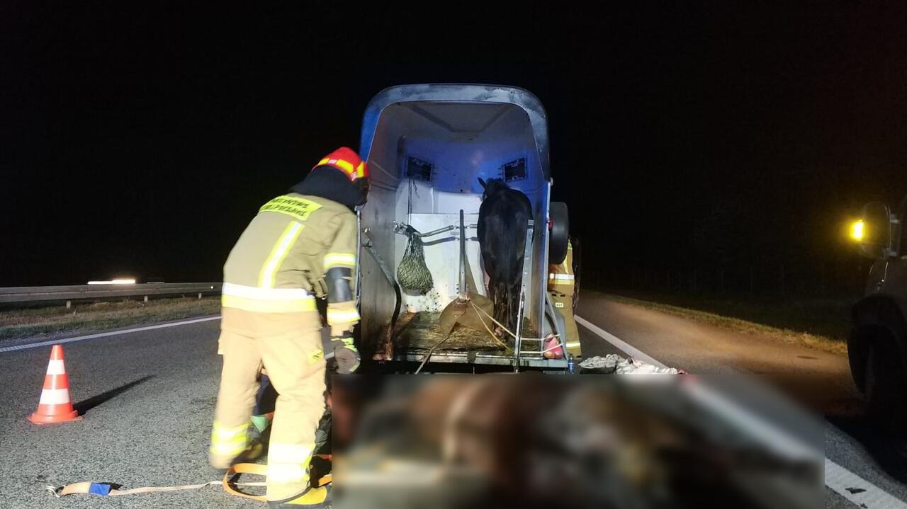 Wiózł konie w przyczepce, wjechał w niego bus