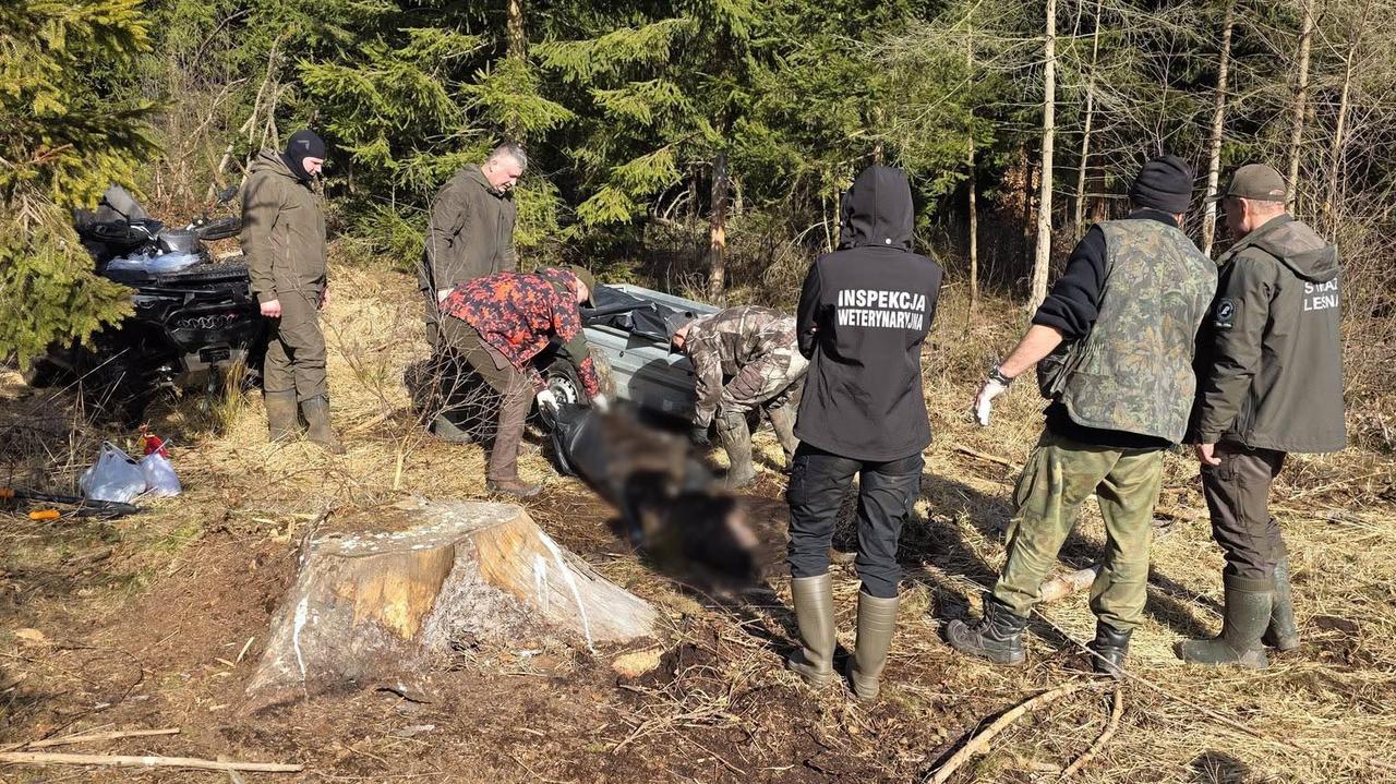 Padło 15 dzików. Wirus ASF znów zaatakował