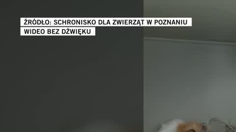 Schronisko dla zwierząt w Poznaniu