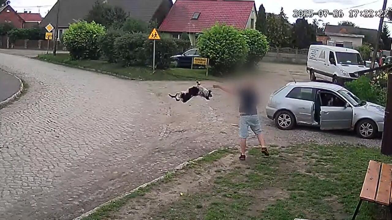 Chwycił psa i rzucił go na drogę. Zarzut dla 29-latka
