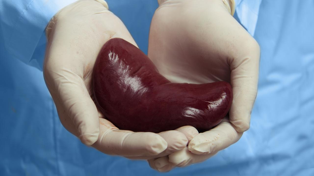 "Atmosfera jak przed lotem w kosmos". Od pierwszej nerki do medycyny przyszłości