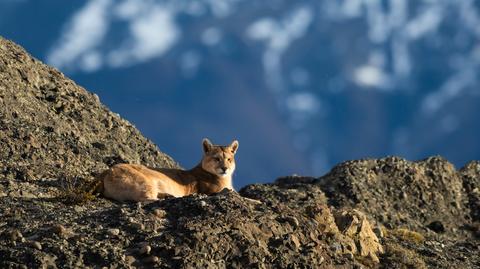 Puma zarejestrowana na nagraniach