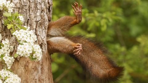 Laureaci konkursu Nikon Comedy Wildlife Photography Awards