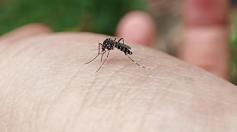 Denga przenoszona jest przez komary
