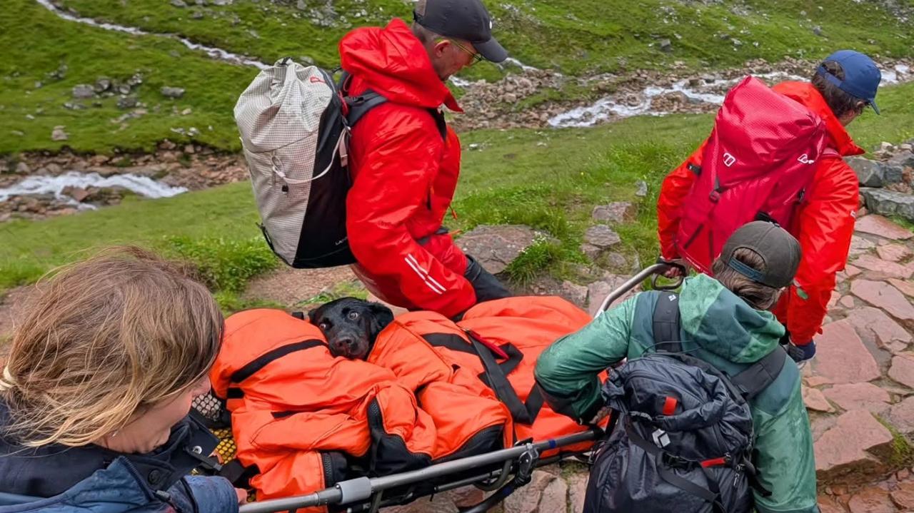 Dog Tokyo rescued from Ben Nevis after apparently eating abandoned cannabis