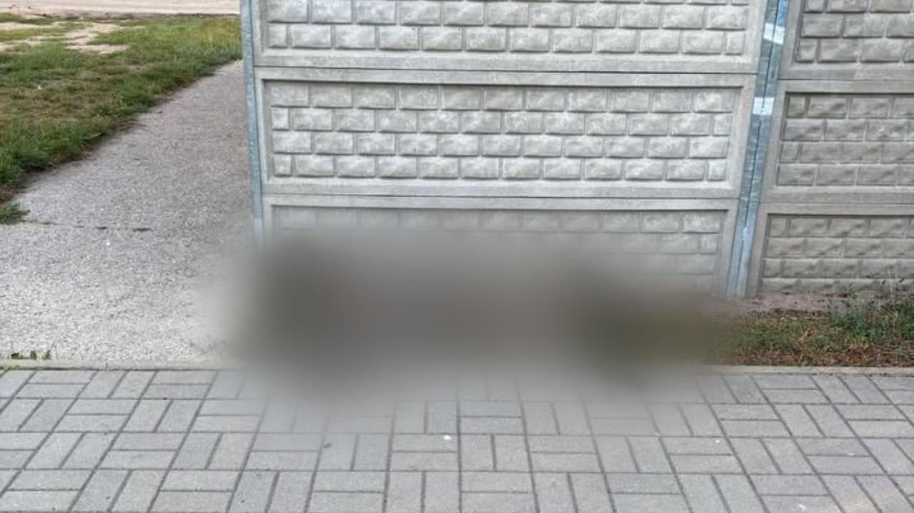 Przy śmietniku znaleźli martwego dzika. "Obrażenia wskazujące na udział osób trzecich"