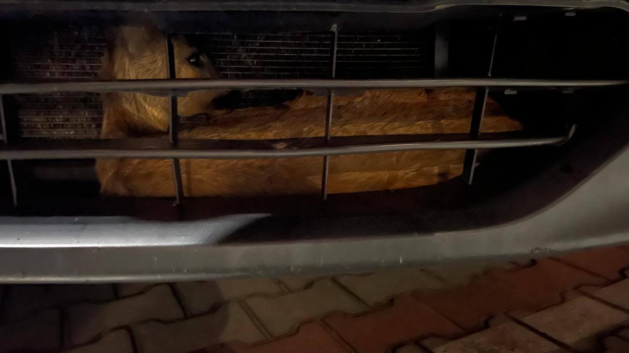 Sarna pomiędzy zderzakiem a chłodnicą. "Sytuacja jedna na milion"