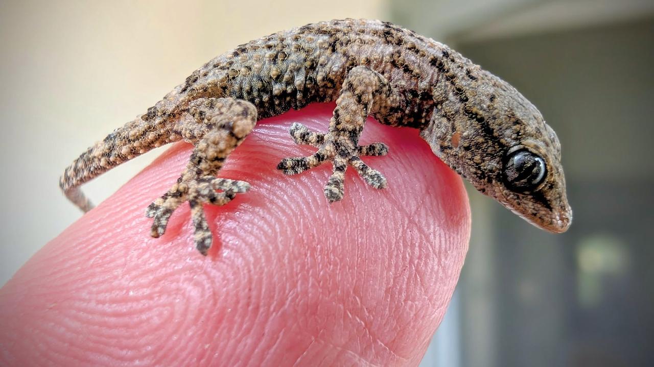 Robiła sałatkę i zobaczyła gekona. Przyjechał ze sklepu w paczce z rukolą