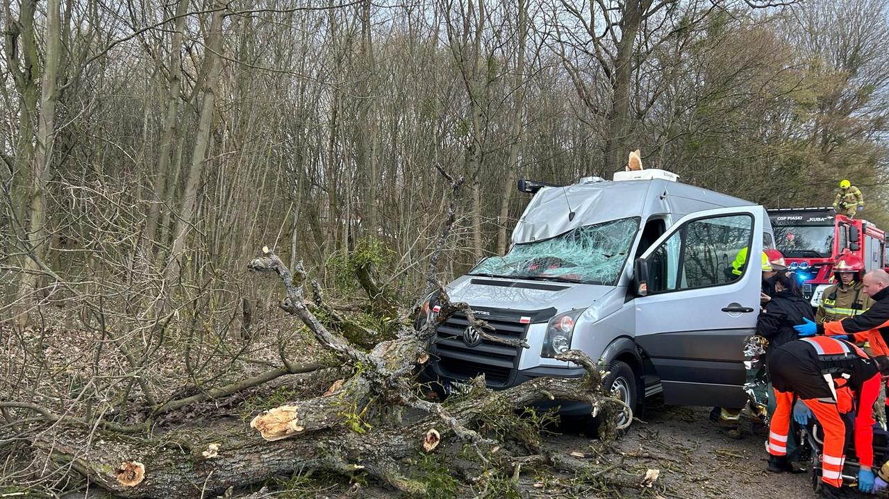 Konar spadł na jadący samochód