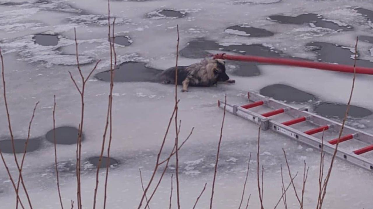 Szczeniak wszedł na zamarzniętą rzekę i wpadł do przerębla