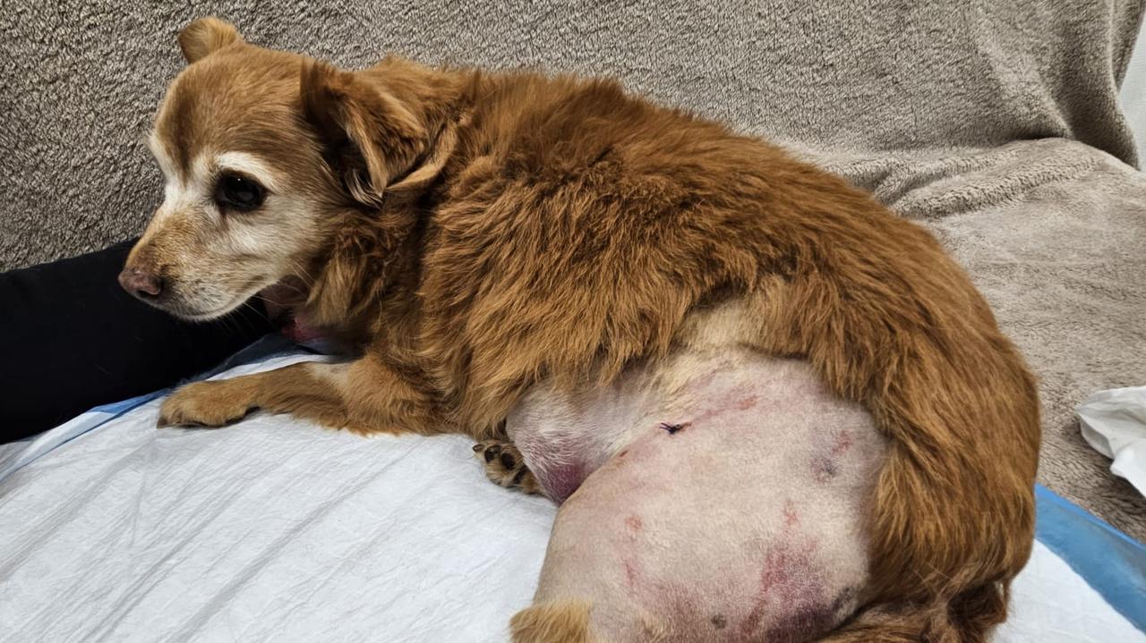 Amstaff rzucił się na suczkę na spacerze, Lisia walczy o życie. To nie pierwszy atak tego psa