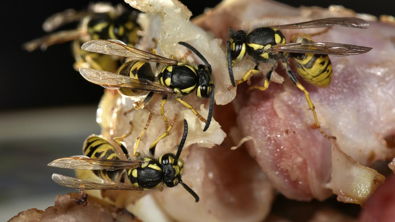 Zamknięte kawiarnie. Mieszkańcy zmagają się z inwazją os