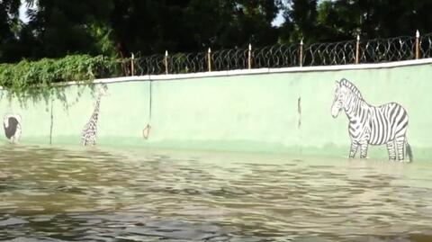 Nigeria. W wyniku powodzi dzikie zwierzęta uciekły z zoo