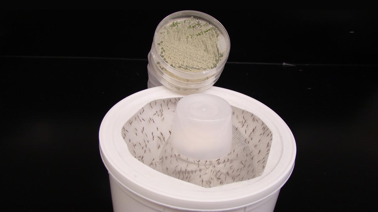 Ten grzyb pachnie jak kwiaty i zabija komary