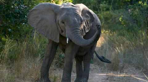 W Parku Narodowym South Luangwa doszło do tragedii