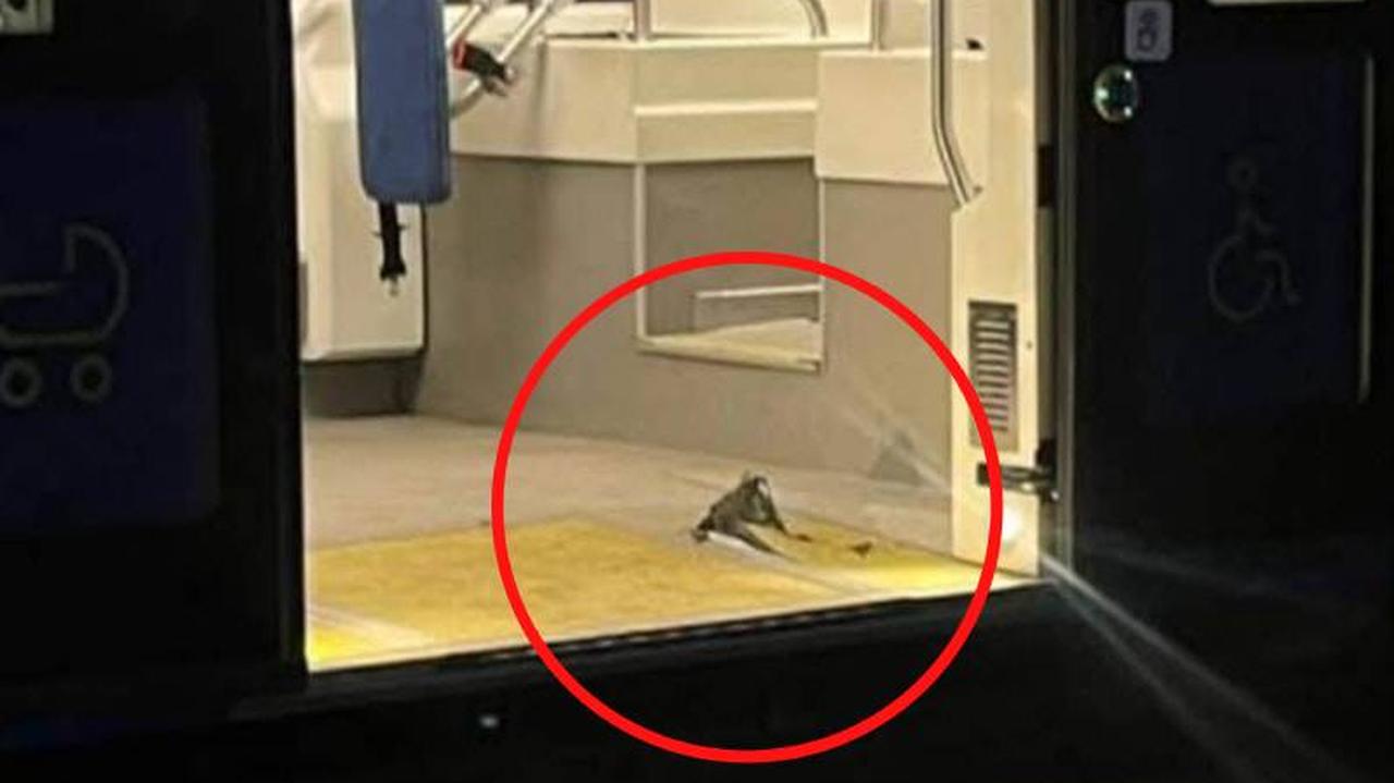 Szyna przebiła podłogę tramwaju. "W tym miejscu mógł stać pasażer"